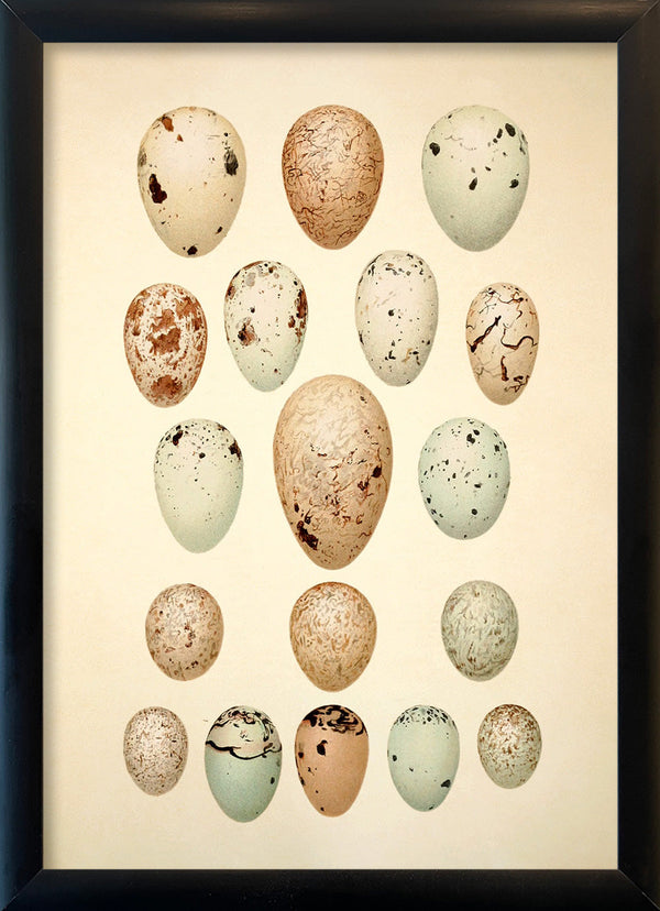 Eighteen Pastel Colored Eggs. Mini Print