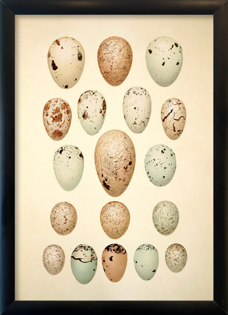 Eighteen Pastel Colored Eggs. Mini Print