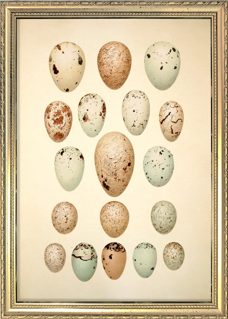 Eighteen Pastel Colored Eggs. Mini Print