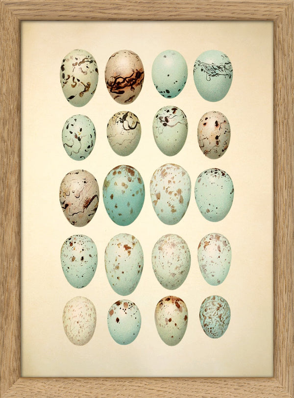 Twenty Light Blue Spotted Eggs. Mini Print