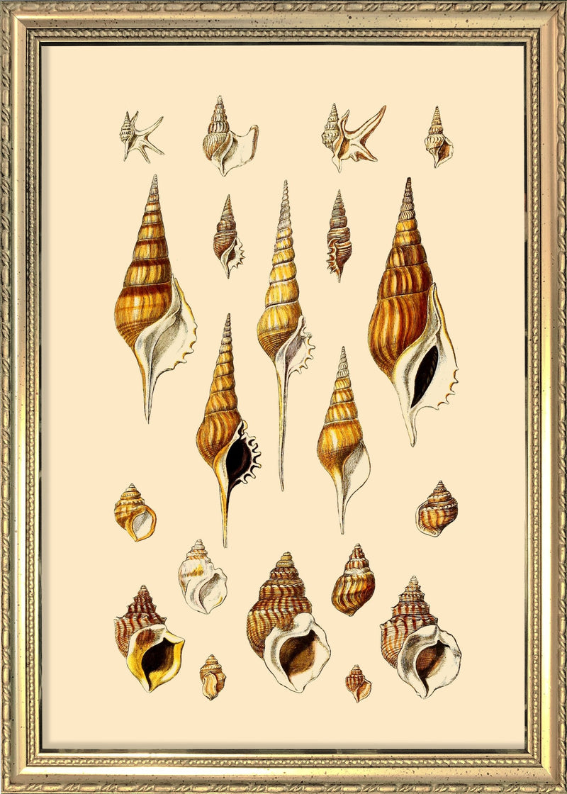 Orange and Brown Pointy Sea Shells. Mini Print