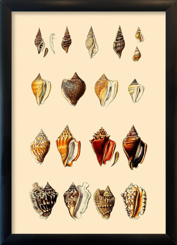Multi Colored Sea Shells. Mini Print