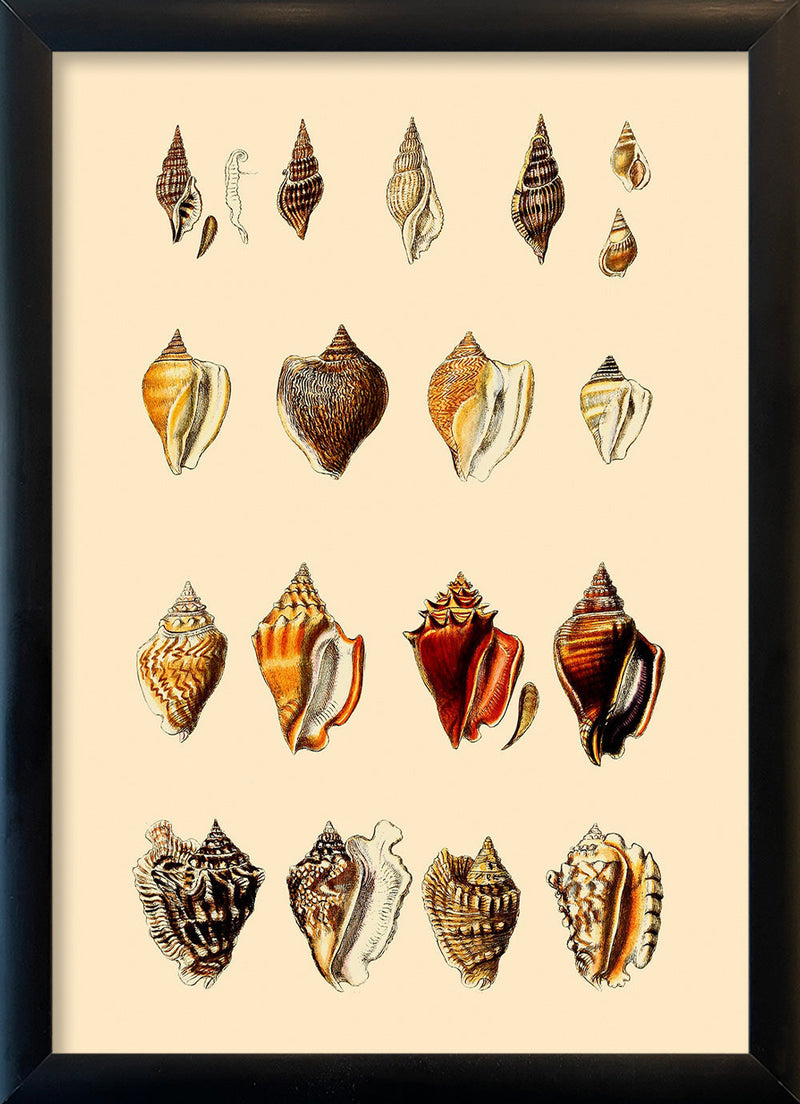 Multi Colored Sea Shells. Mini Print