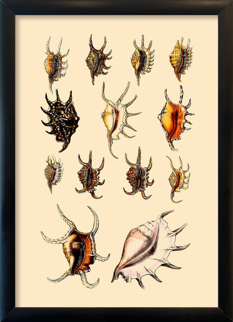 Multi Colored Sea Shells with Pointy Edges. Mini Print