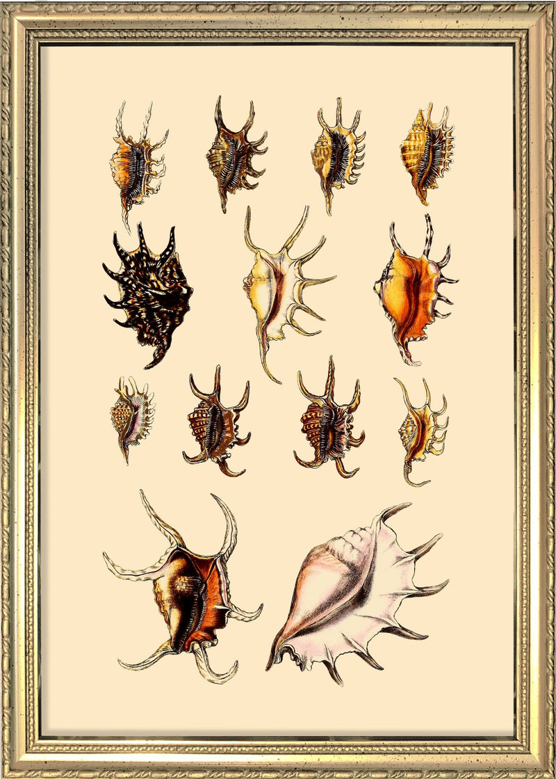 Multi Colored Sea Shells with Pointy Edges. Mini Print