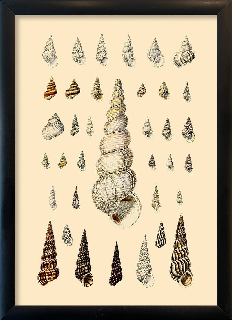 Pointy White Sea Shells. Mini Print