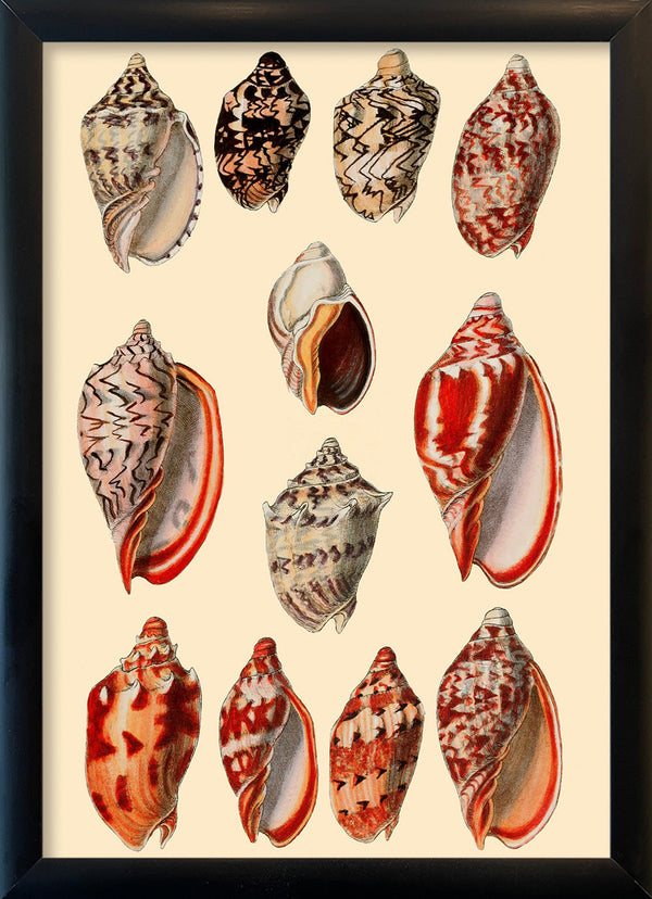 Red and Orange Sea Shells. Mini Print