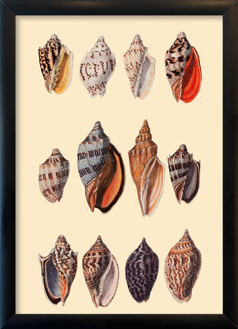 Twelve Multi Colored Sea Shells. Mini Print