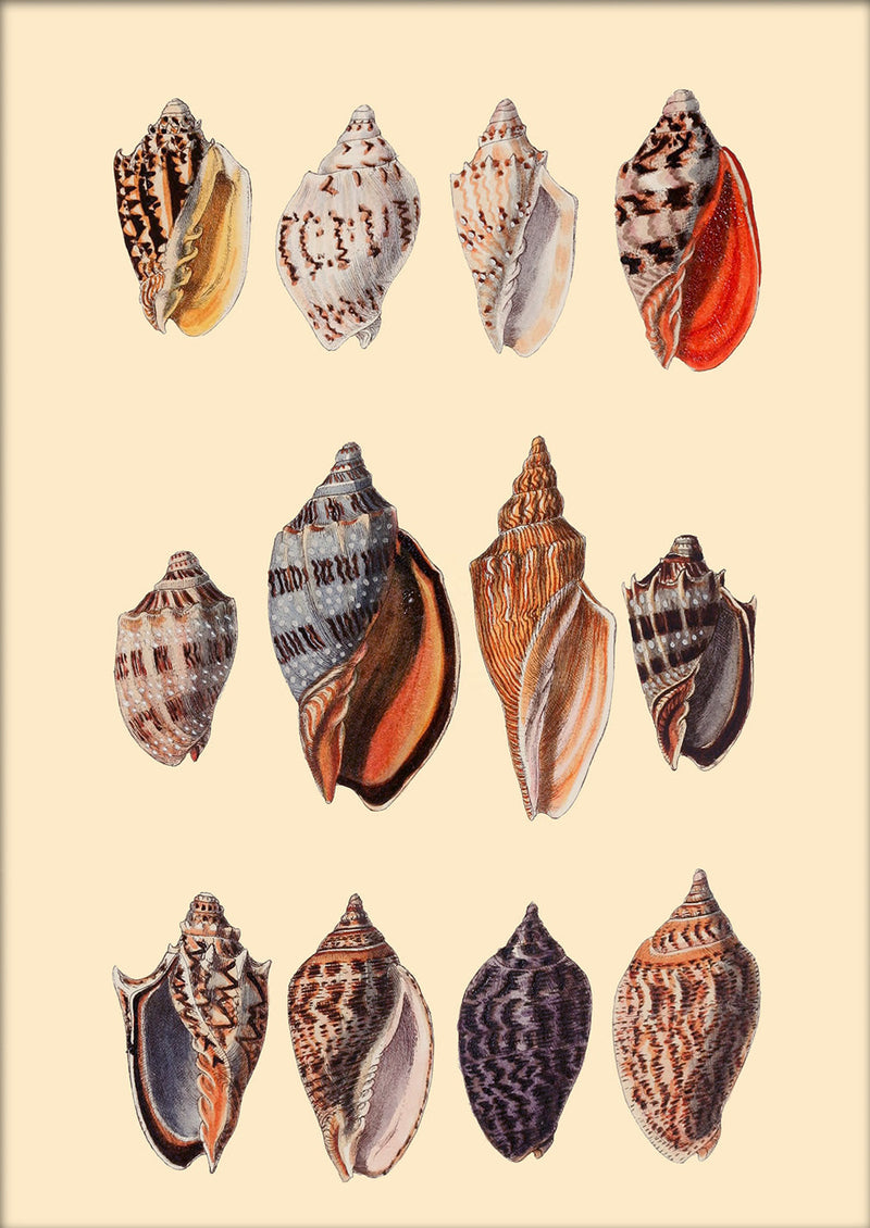Twelve Multi Colored Sea Shells. Mini Print