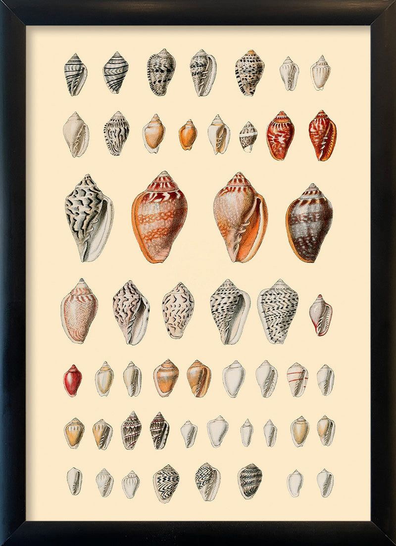 A Variety of Small Sea Shells. Mini Print