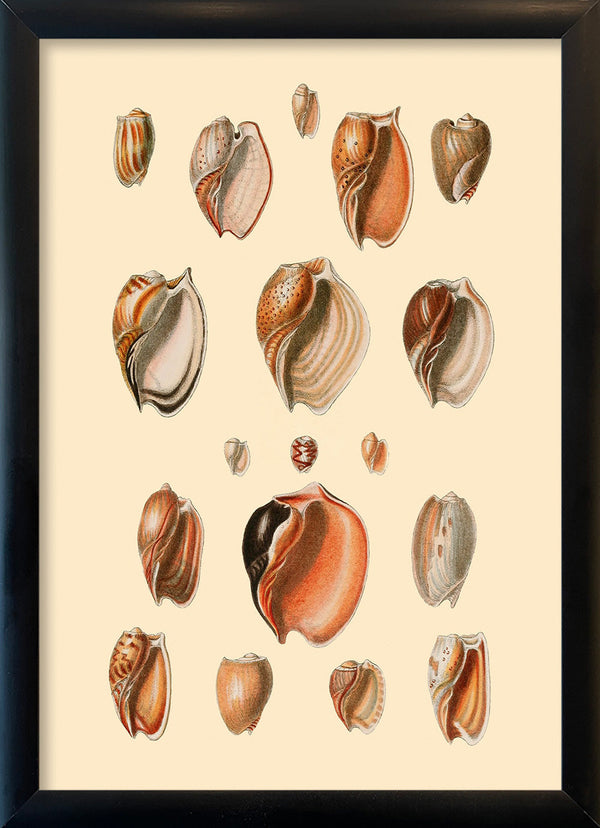 Eighteen Sea Shells in Burned Colours. Mini Print