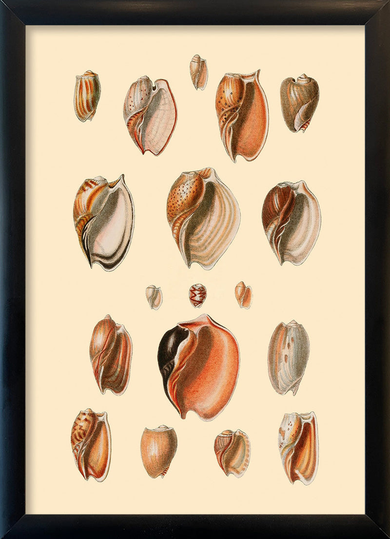 Eighteen Sea Shells in Burned Colours. Mini Print
