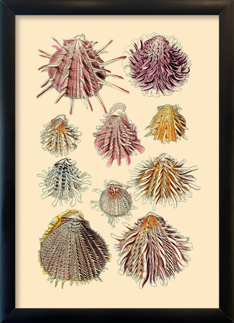 Ten Spiked Sea Shells. Mini Print