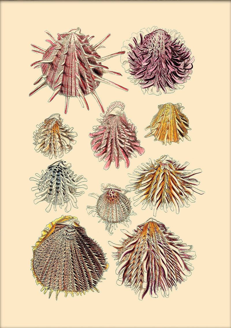 Ten Spiked Sea Shells. Mini Print
