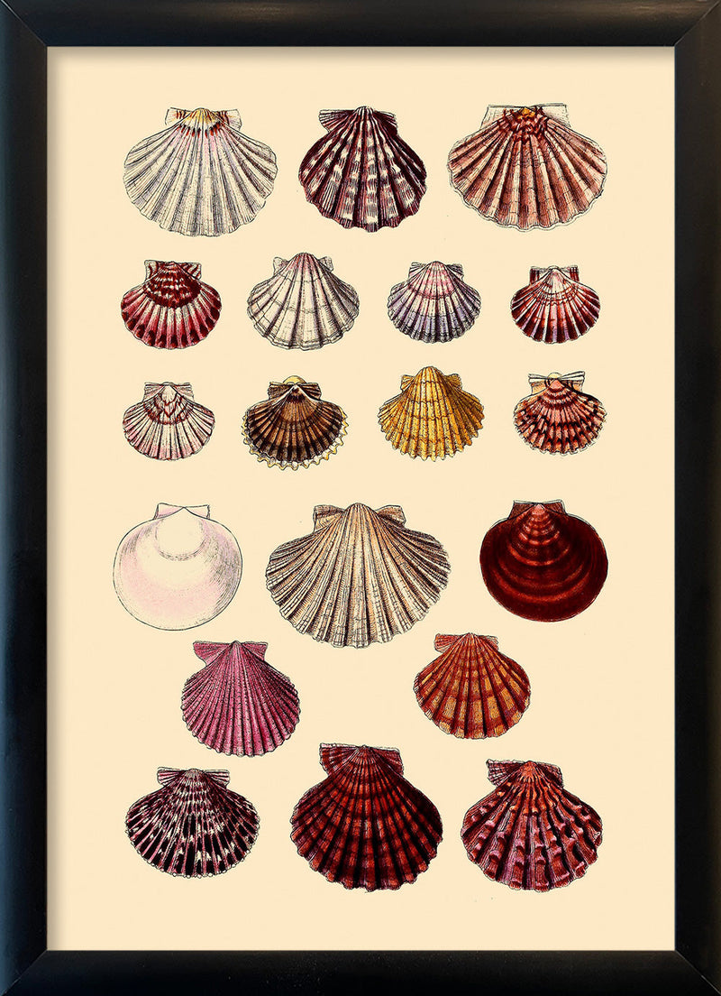 Nineteen Round Sea Shells. Mini Print