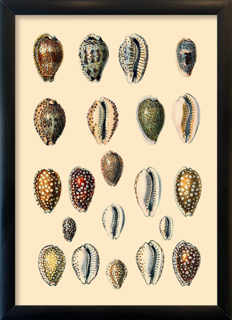 Twenty One Spotted Sea Shells. Mini Print