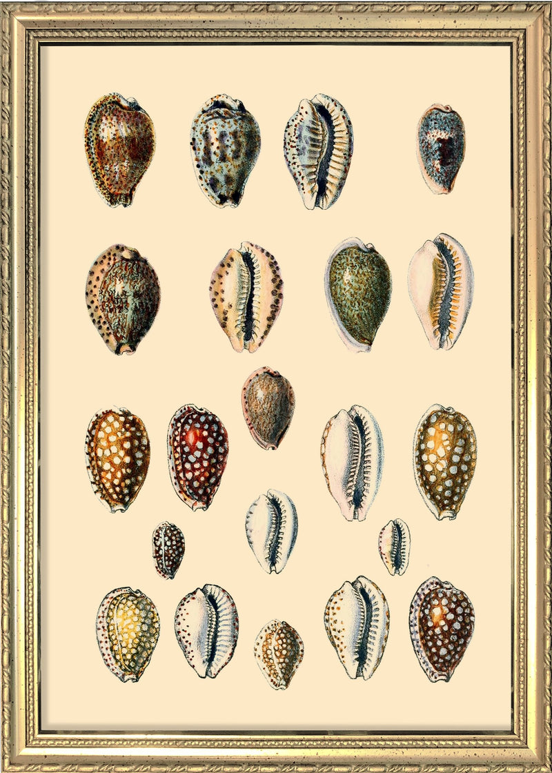 Twenty One Spotted Sea Shells. Mini Print