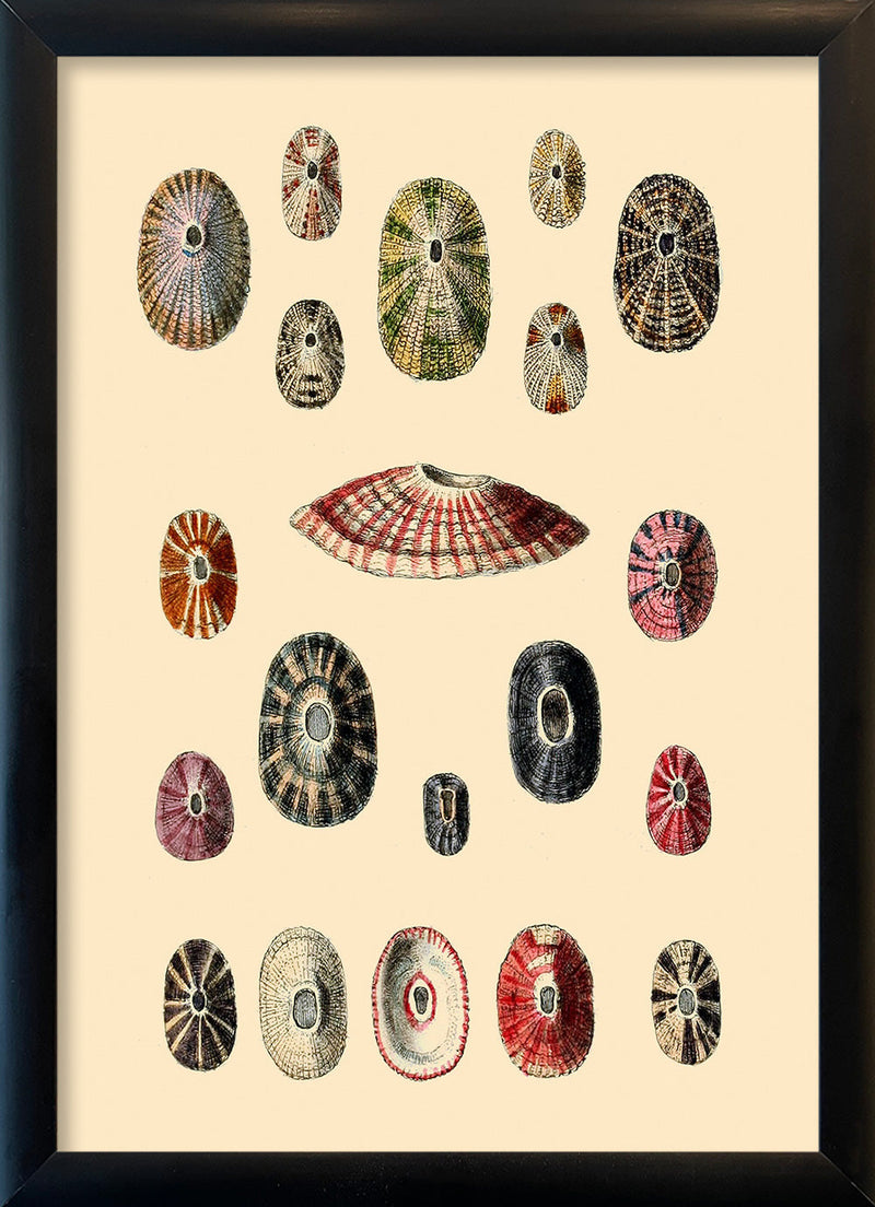 A Variety of Different Shaped Sea Shells. Mini Print
