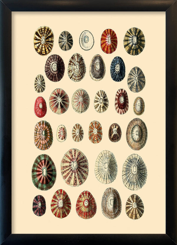 Thirty Two Sea Shells in Different Colours. Mini Print