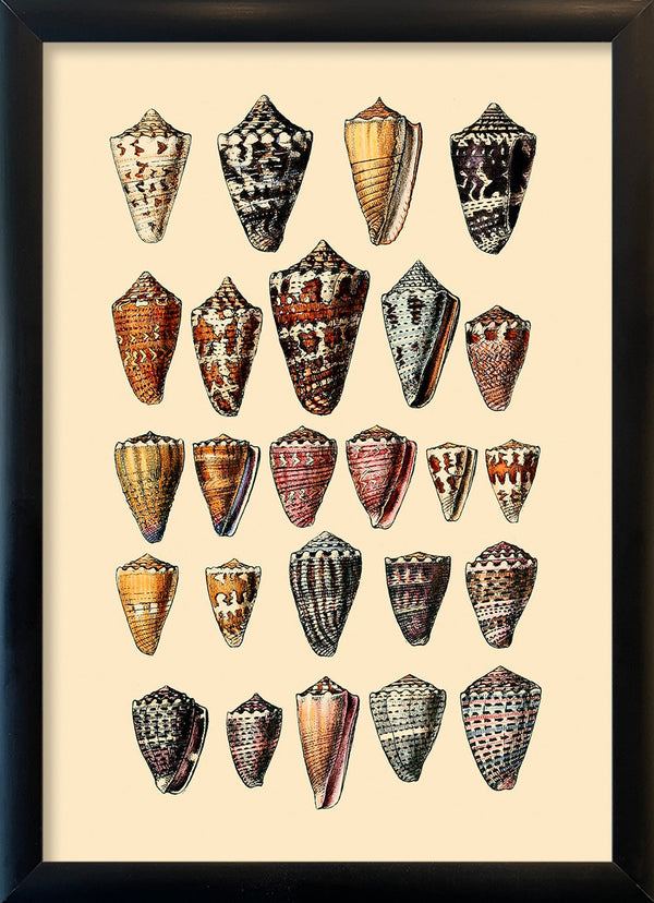 Twenty Five Pointy Sea Shells. Mini Print
