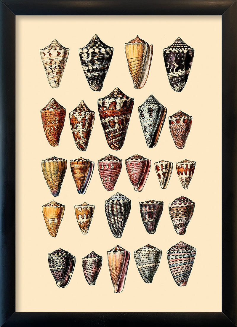 Twenty Five Pointy Sea Shells. Mini Print