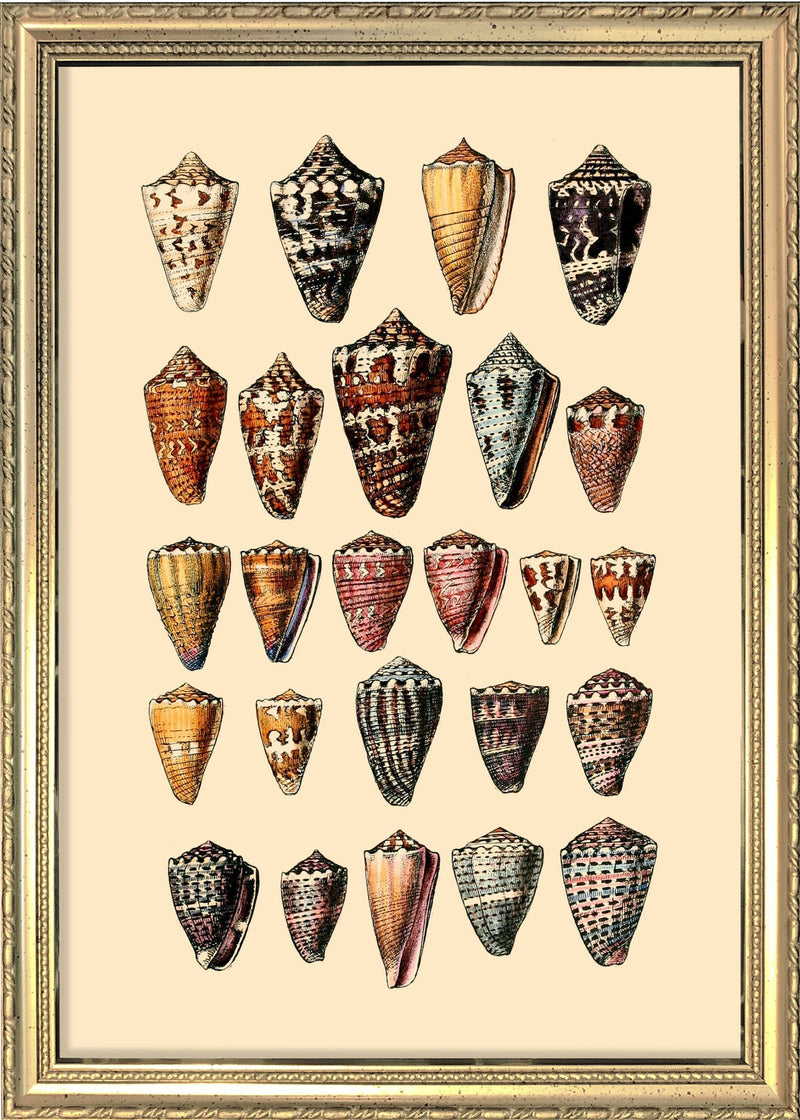 Twenty Five Pointy Sea Shells. Mini Print