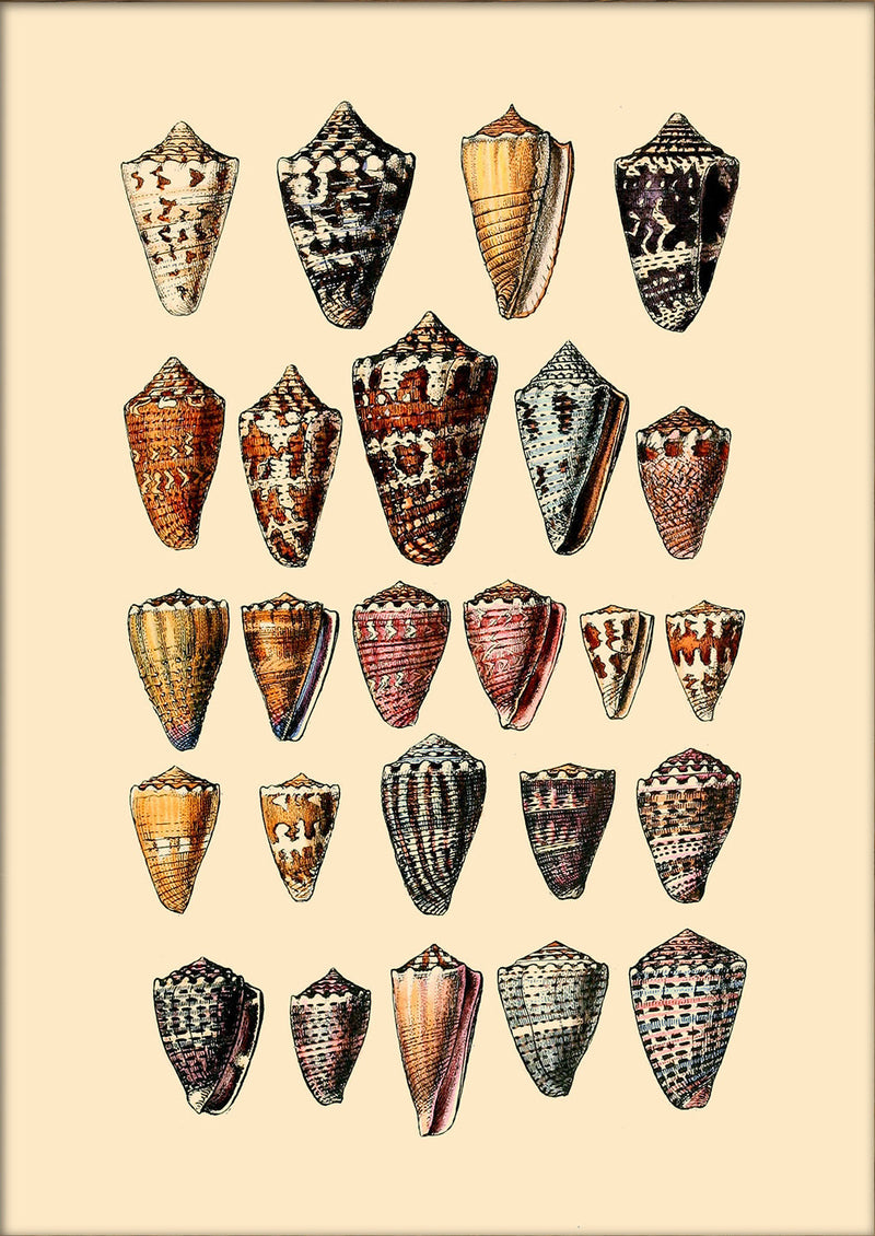 Twenty Five Pointy Sea Shells. Mini Print