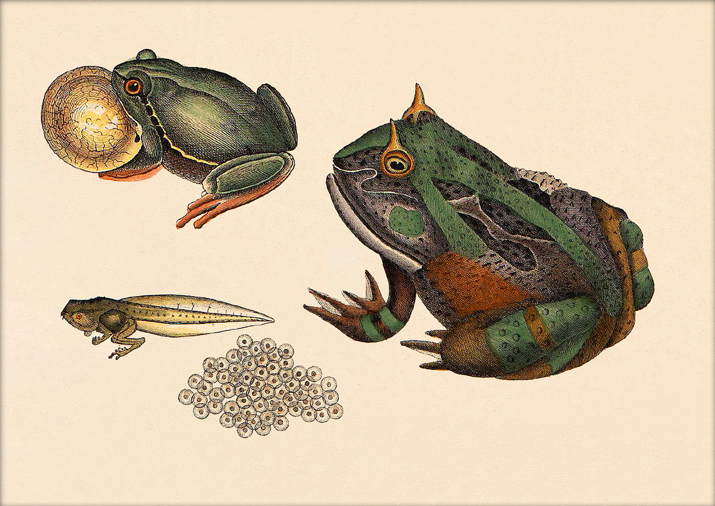 Toad Evolution. Mini Print – The Dybdahl Co.