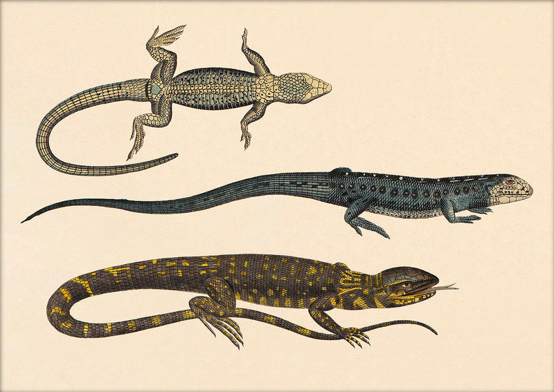 Three Lizards. Mini Print