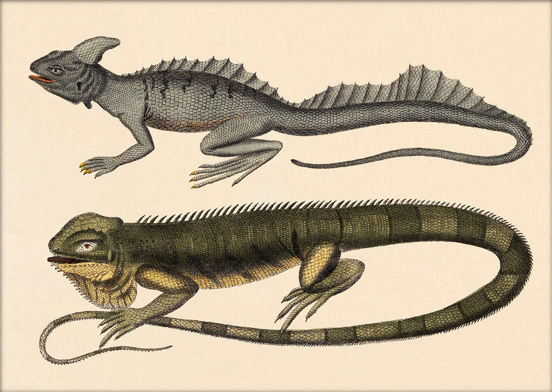 Two Lizards. Mini Print