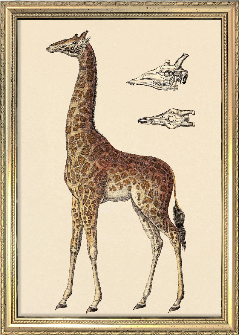 Giraffe and Details. Mini Print