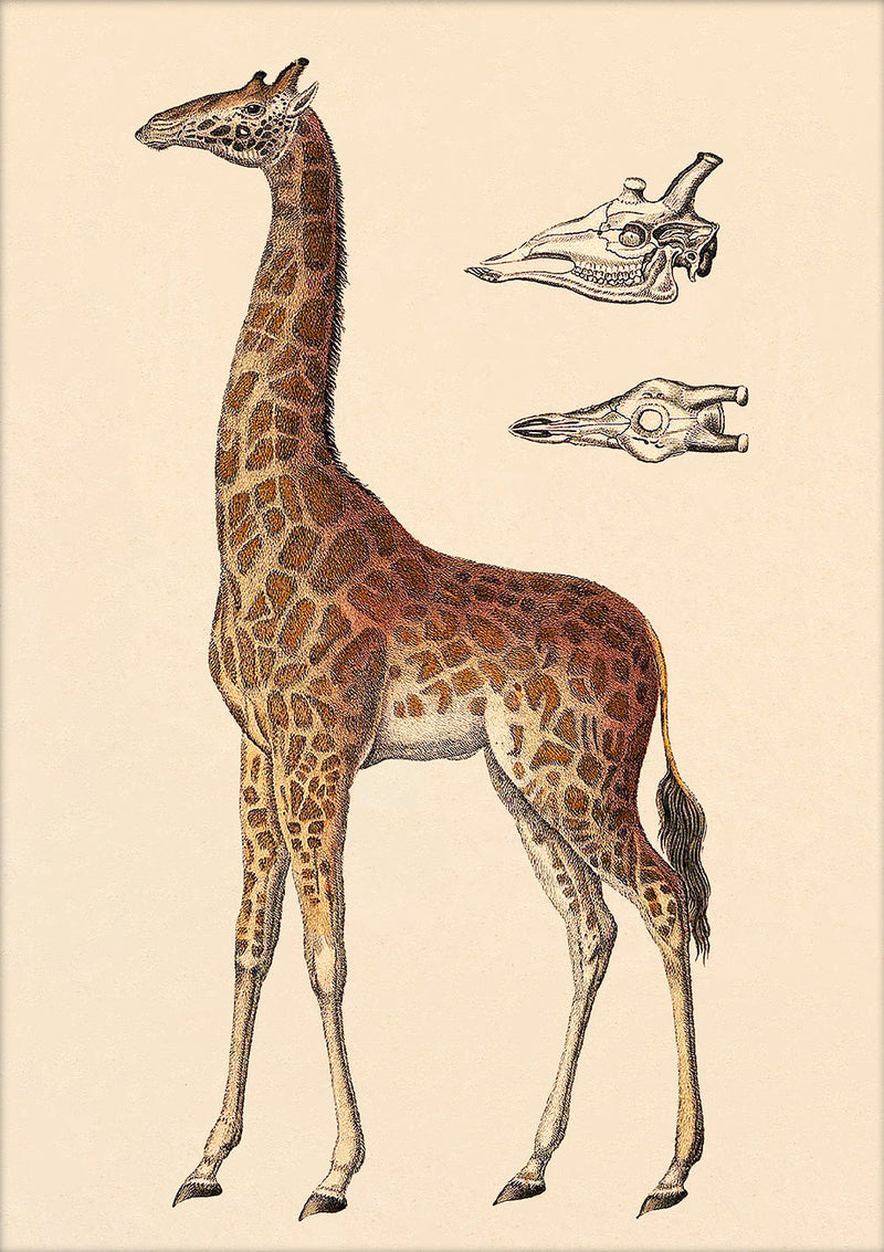 Giraffe and Details. Mini Print
