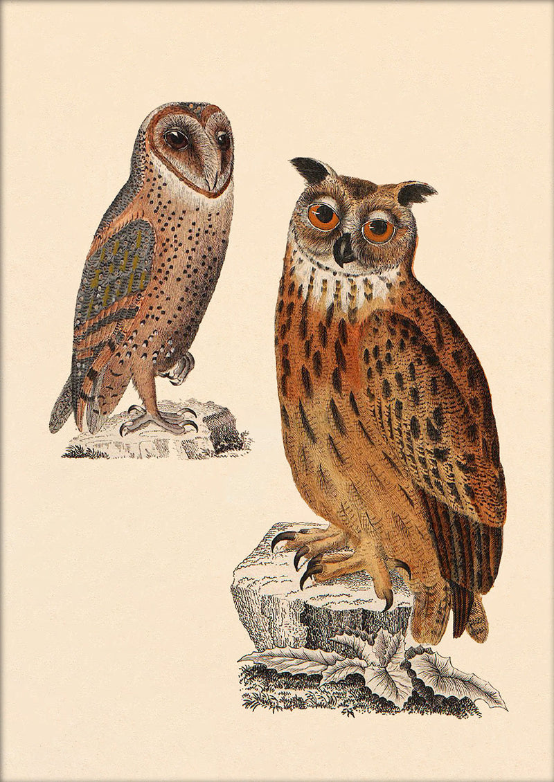 Two Owls. Mini Print