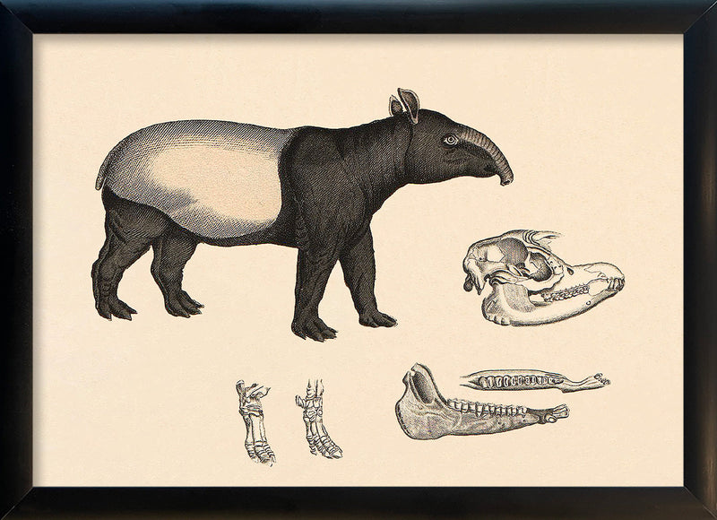 Malayan Tapir (Acrocodia Indica) and Details. Mini Print