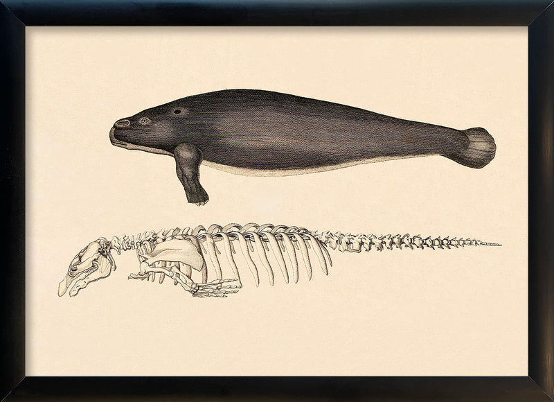 Sea Cow (Manatee) and Details. Mini Print