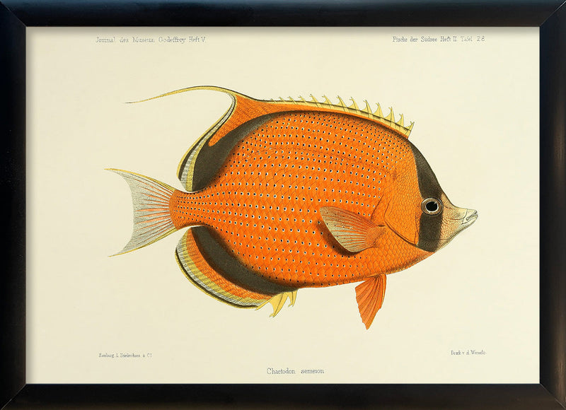 Dotted Butterflyfish (Chaetodon Semeion). Mini Print