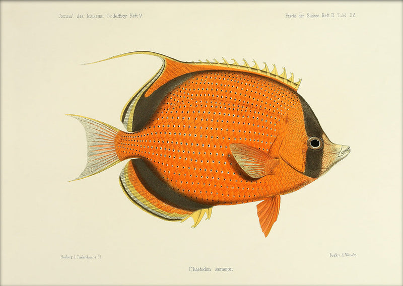 Dotted Butterflyfish (Chaetodon Semeion). Mini Print
