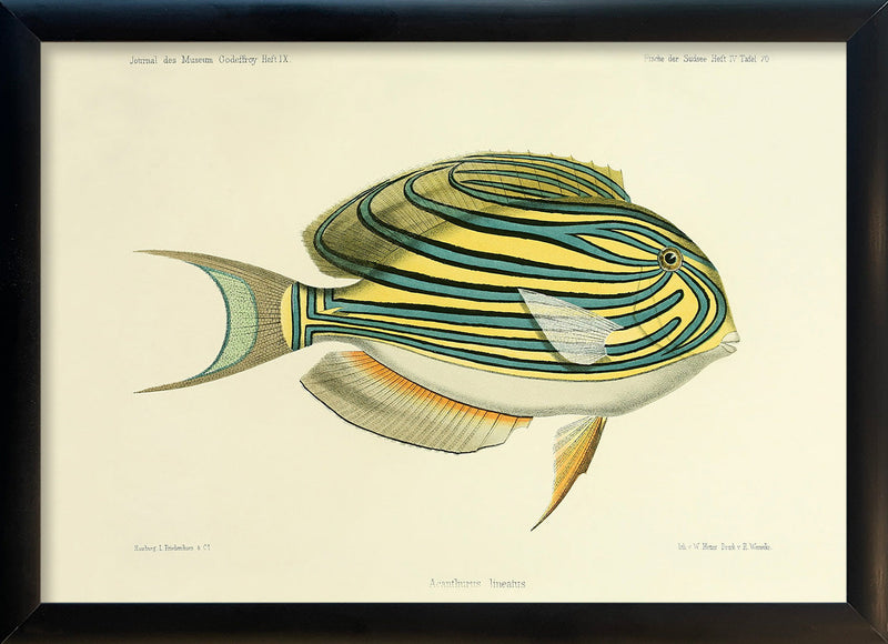 Striped Surgeonfish (Acanthurus Lineatus). Mini Print