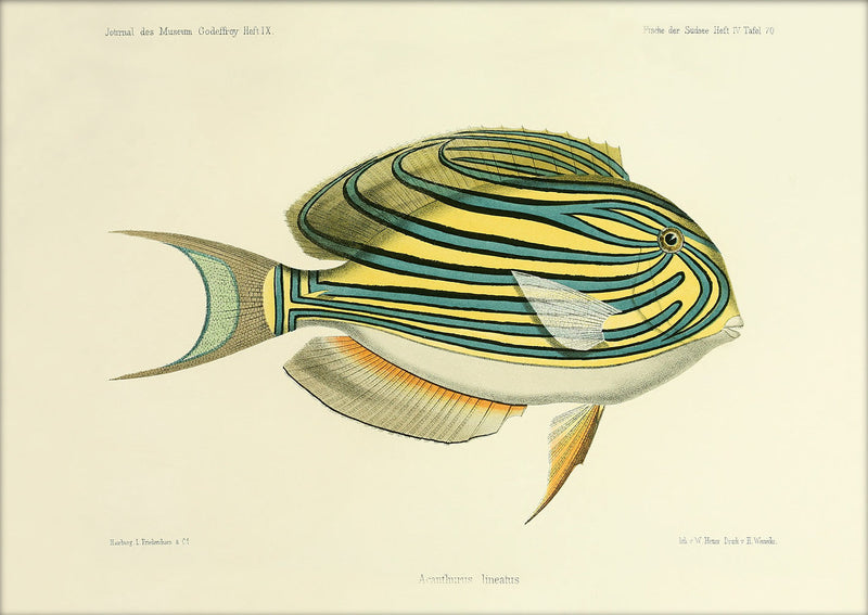 Striped Surgeonfish (Acanthurus Lineatus). Mini Print