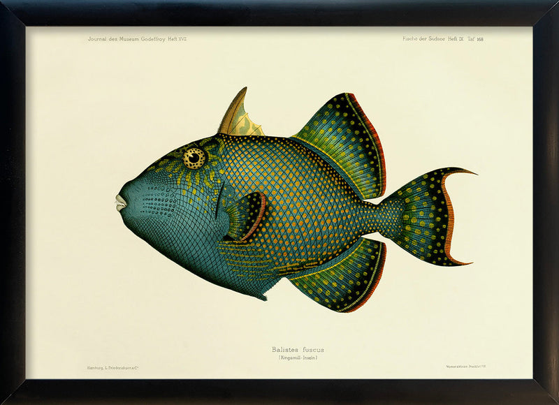 Blue Triggerfish (Balistes Fuscus). Mini Print