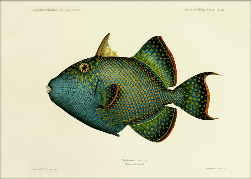 Blue Triggerfish (Balistes Fuscus). Mini Print