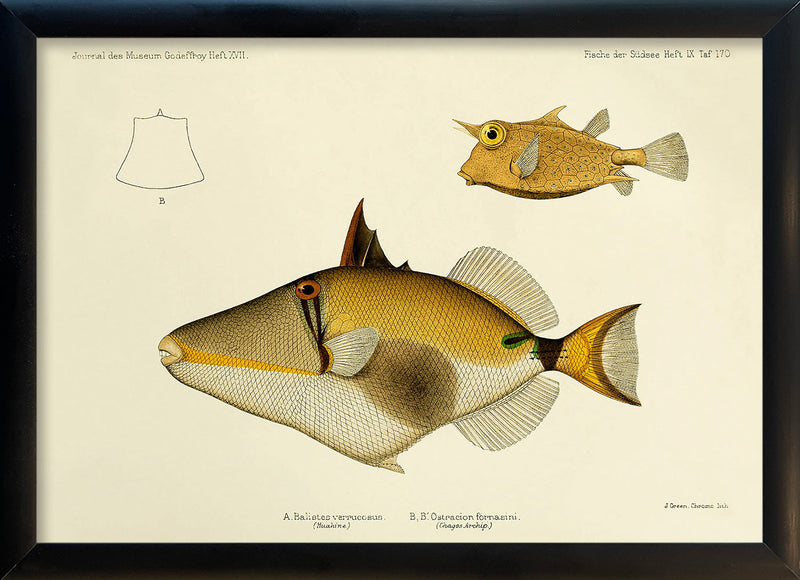 Blackbelly Triggerfish (Balistes Verrucosus) and Thornback Cowfish (Ostracion Fornasini). Mini Print
