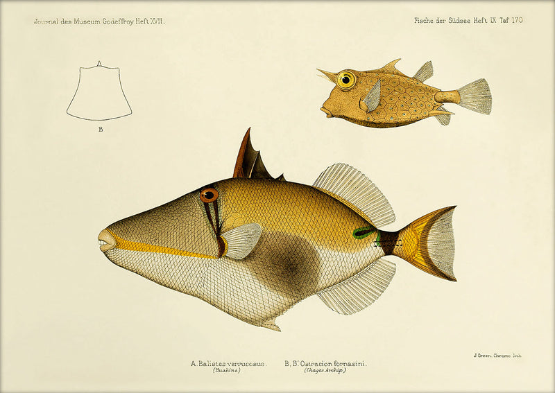 Blackbelly Triggerfish (Balistes Verrucosus) and Thornback Cowfish (Ostracion Fornasini). Mini Print