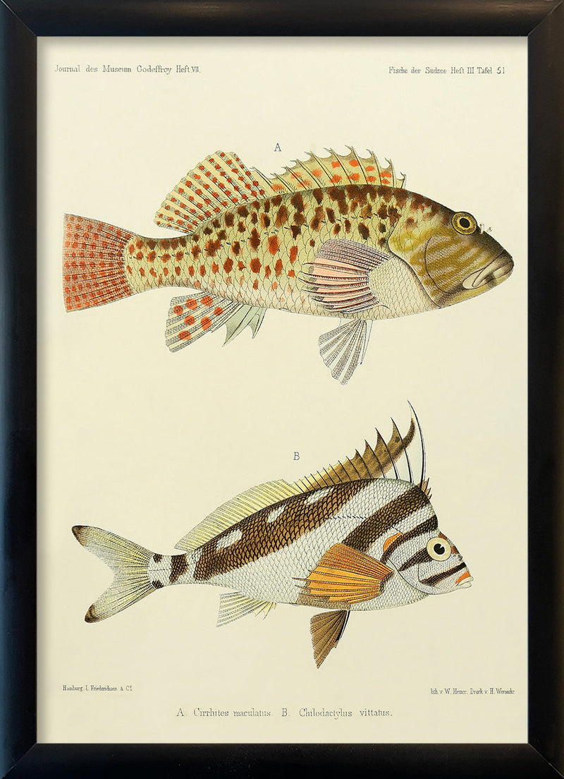 Hawkfish (Cirrhites Maculatus) and Hawaiian Morwong (Chilodactylus Vittatus). Mini Print