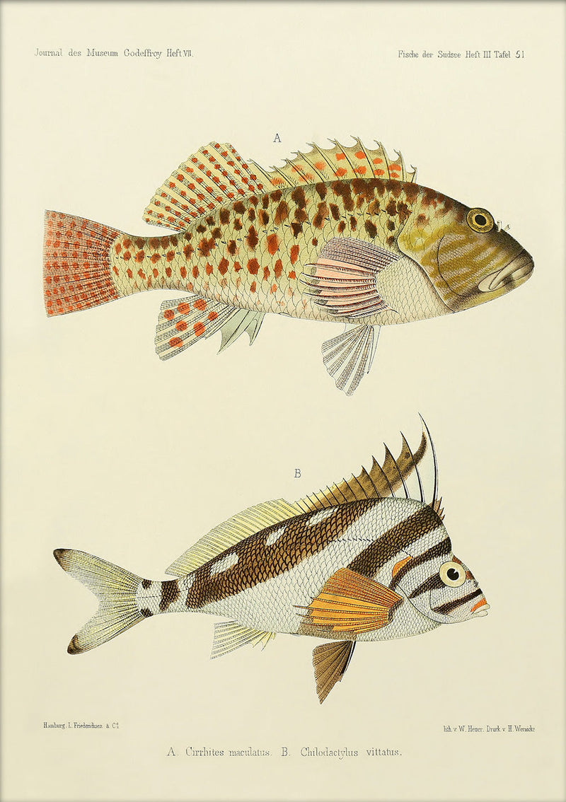 Hawkfish (Cirrhites Maculatus) and Hawaiian Morwong (Chilodactylus Vittatus). Mini Print