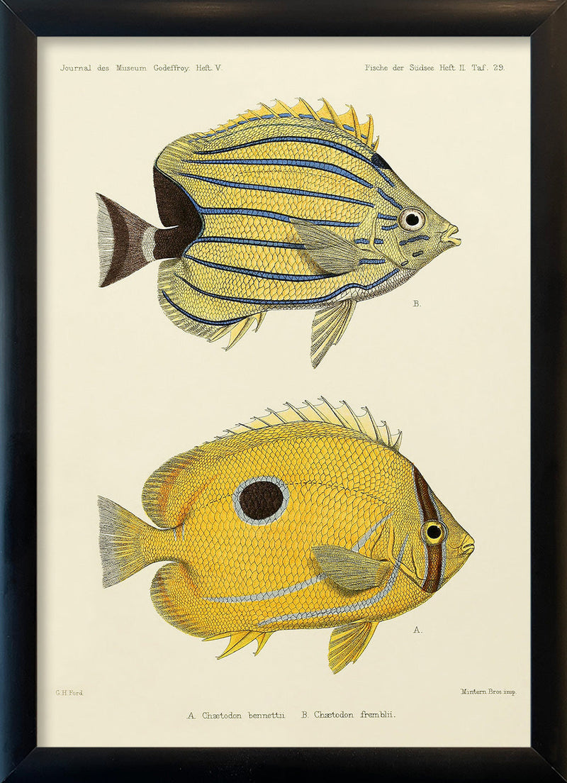 Bluelashed Butterflyfish (Chaetodon Bennetti) and Bluestriped Butterflyfish (Chaetodon Fremblii). Mini Print