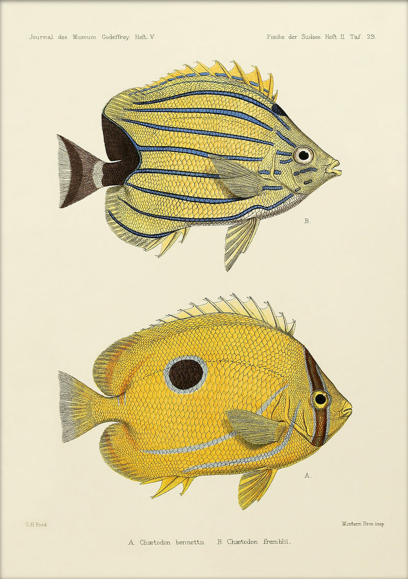 Bluelashed Butterflyfish (Chaetodon Bennetti) and Bluestriped Butterflyfish (Chaetodon Fremblii). Mini Print