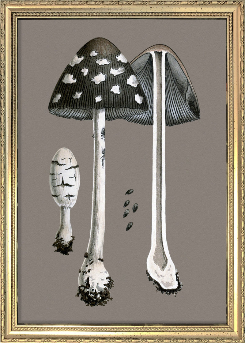 Fungi and details. Mini Print