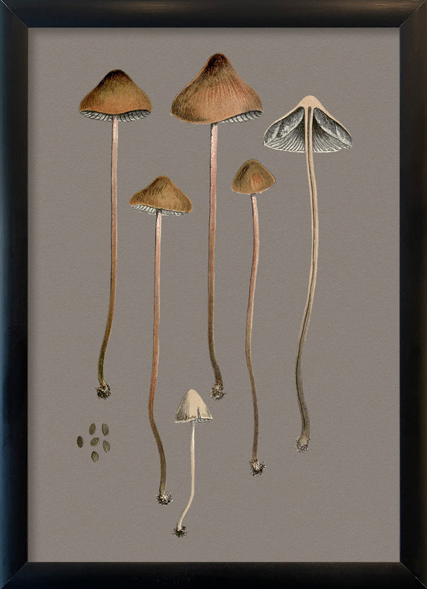 Four Brown Fungi and Details. Mini Print