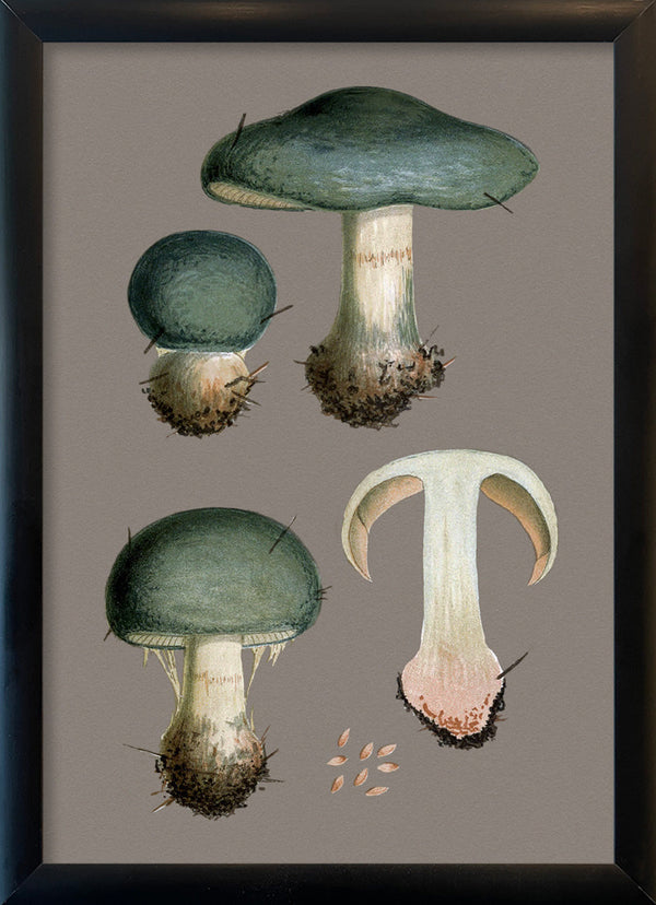 Three Blue Fungi and Details. Mini Print